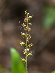 Listera cordata aka Listera cordata (Heartleaf Twayblade orchid)