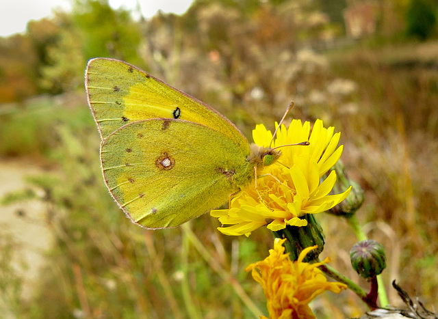 Sulphur butterfly (Coliadinae)