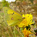 Sulphur butterfly (Coliadinae)
