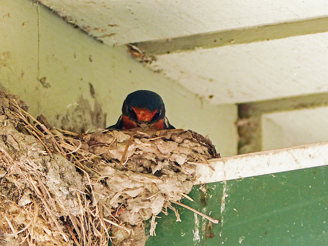 Barn Swallow on nest, Pt Pelee