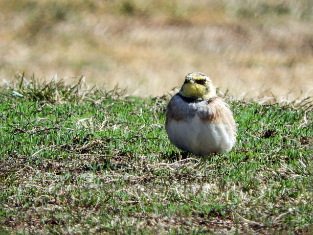 Day 6, Horned Lark, Tadoussac Golf Course