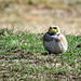 Day 6, Horned Lark, Tadoussac Golf Course