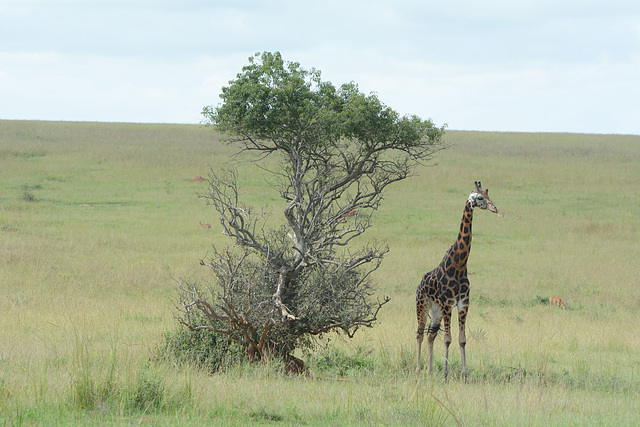 Uganda, Lone Giraffe near a Tree in the Savannah