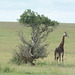 Uganda, Lone Giraffe near a Tree in the Savannah