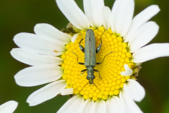 Kleiner Käfer auf Margerite