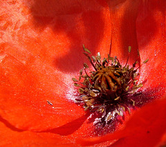 poppy core