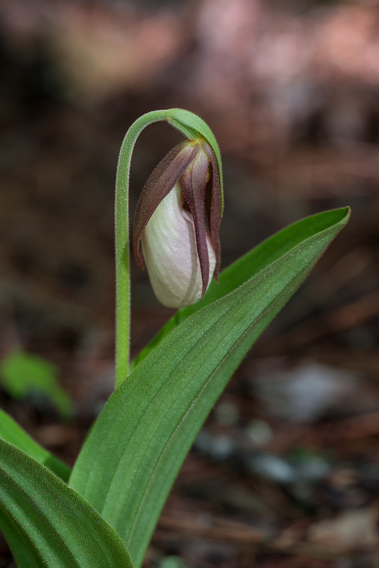 Cypripedium acaule (Pink Lady's-slipper orchid)