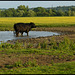 bull in a puddle