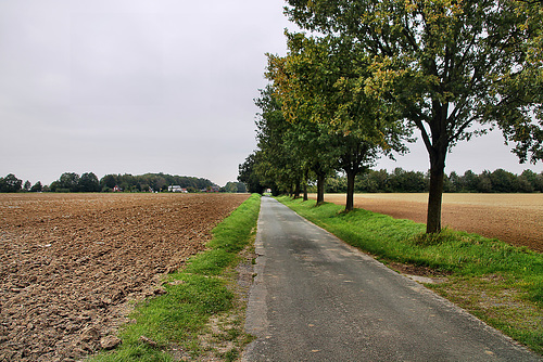 Disselstraße (Bönen) / 9.10.2023