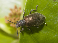 IMG 3220 Beetle-2