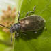 IMG 3220 Beetle-2