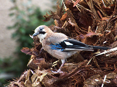 Eurasian jay (Garrulus glandarius) DSB 1108