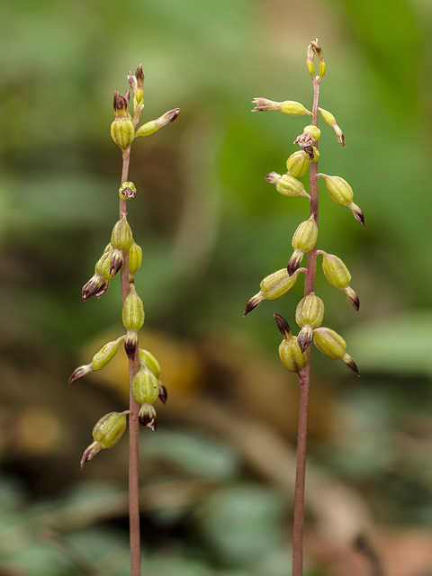 Corallorhiza odontorhiza (Autumn Coralroot orchid)