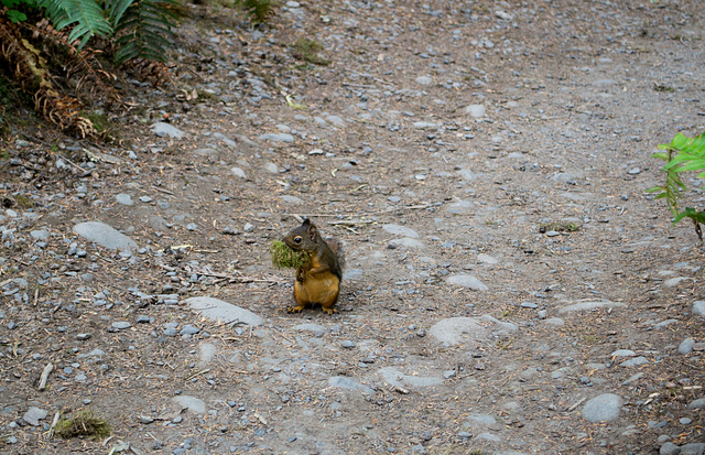 Hoh Rain Forest (#1410)