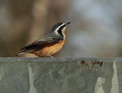 Red-breasted Nuthatch