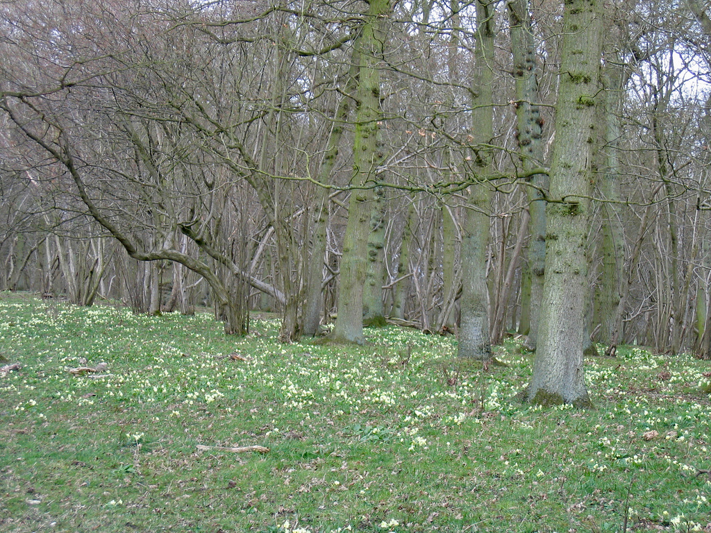 Lovely display of primrose, Trench Wood