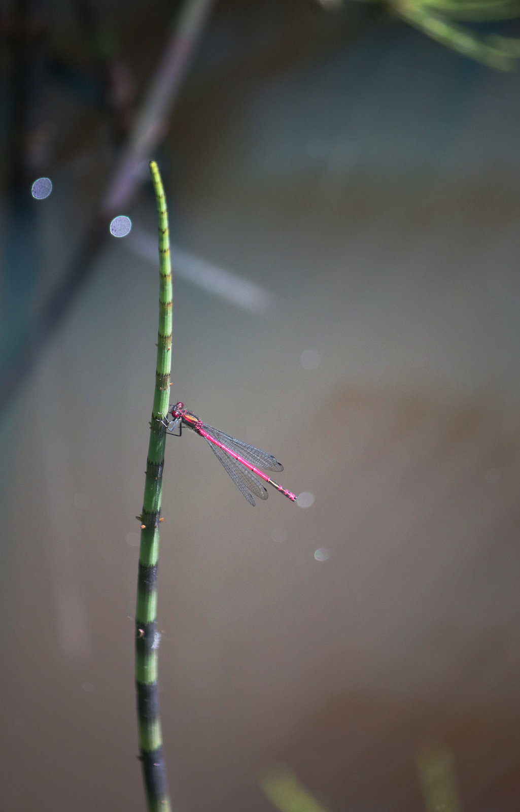 Large Red Damselfly