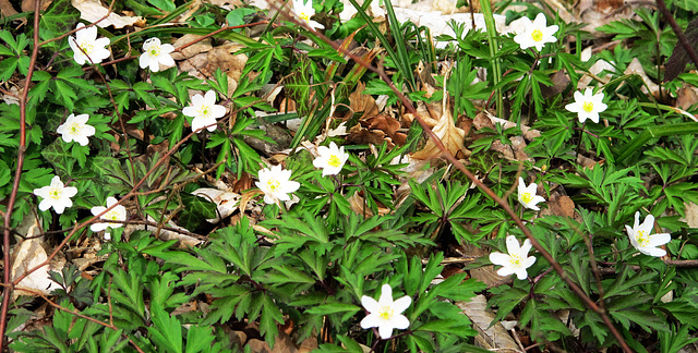 Anemone nemorosa