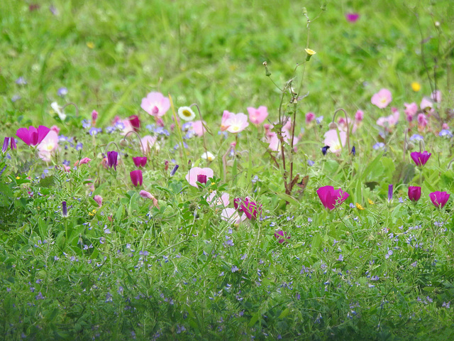 Day 2, wildflowers near Newbury Park Hummingbird Centre