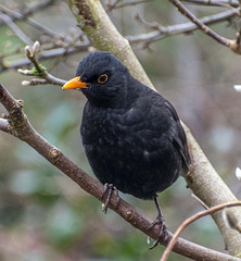 Blackbird.8jpg
