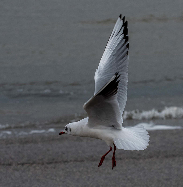 Gull in flight