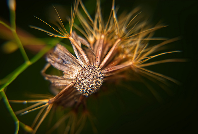 Mit der Zeit kommt auch in der Natur die Vergänglichkeit :))  With time comes transience, even in nature :))  Avec le temps vient la transience, même dans la nature :))