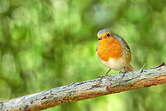 European Robin - Erithacus rubecula