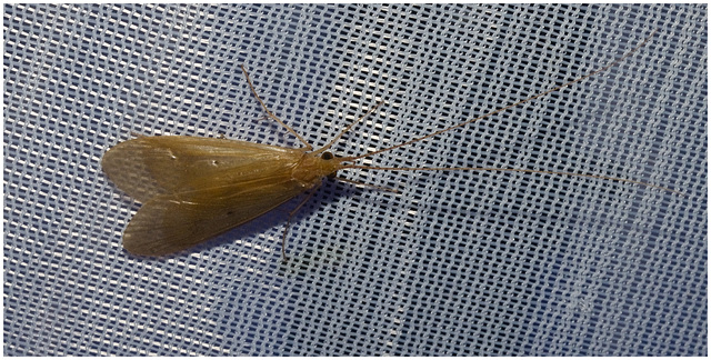 IMG 7567 Caddis Fly