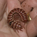 IMG 3222 Millipede-2