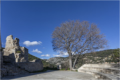 L'arbre du théâtre du château - Der Baum am Schlosstheater  - The theatre tree at the castle