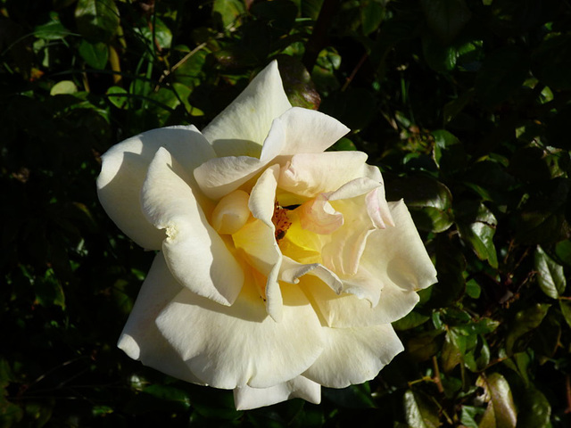 Rosa amarilla madrileña