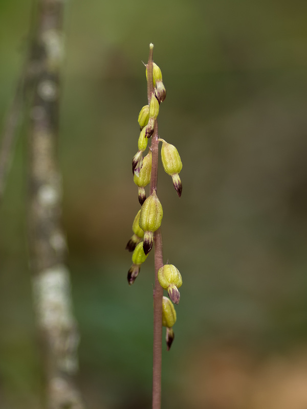 Corallorhiza odontorhiza (Autumn Coralroot orchid)