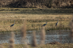 20150308 7248VRTw [D~PB] Graureiher (Ardea cinerea), Steinhorster Becken, Delbrück