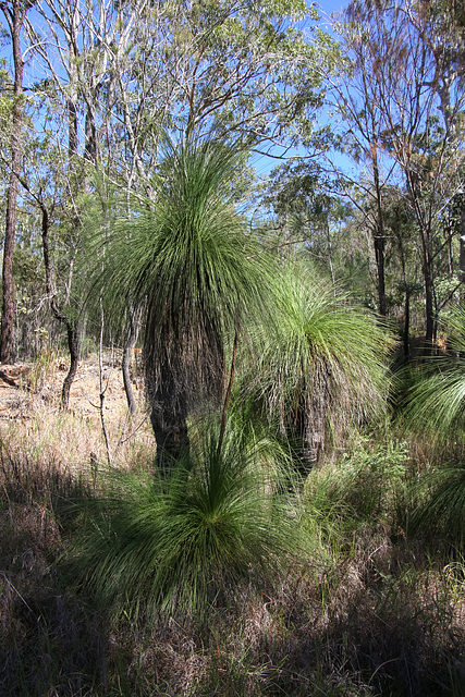 Grass Trees