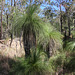 Grass Trees