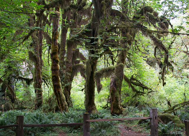 Hoh Rain Forest (#1413)