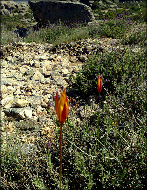 Wild tulips