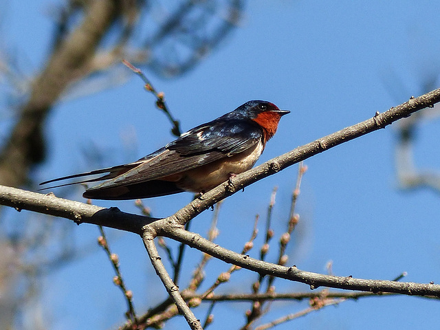 Barn Swallow, Pt Pelee
