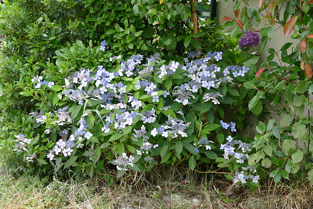 Le grand bleu.