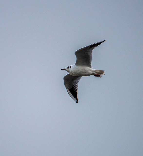 Gull in flight.vg4jpg