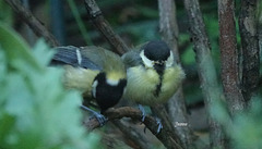 20-DSC08684