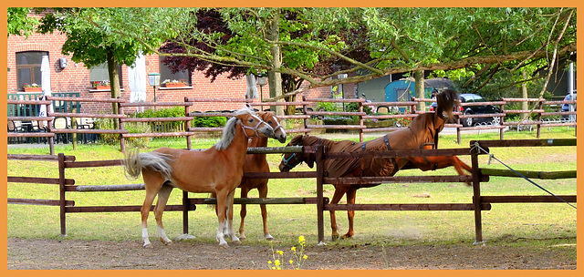 HFF-for every-one-14-5-2021--Wild horses from germany