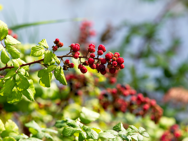 Fruit of the Hedgerow