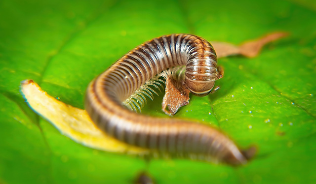 Ein Tausendfüß(l)er (Myriapoda) hat sich als Model angeboten :))  A millipede (Myriapoda) offered itself as a model :))  Un mille-pattes (Myriapoda) s'est proposé comme modèle :))