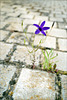 Campanula lusitanica, Penedos