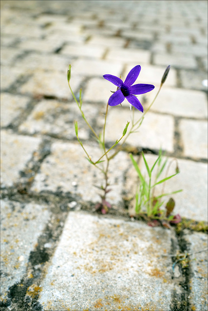 Campanula lusitanica, Penedos Campanula lusitanica, Penedos