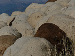 20250916 -19 Haut diois (Cascades Sapet - Valdrome) (77)