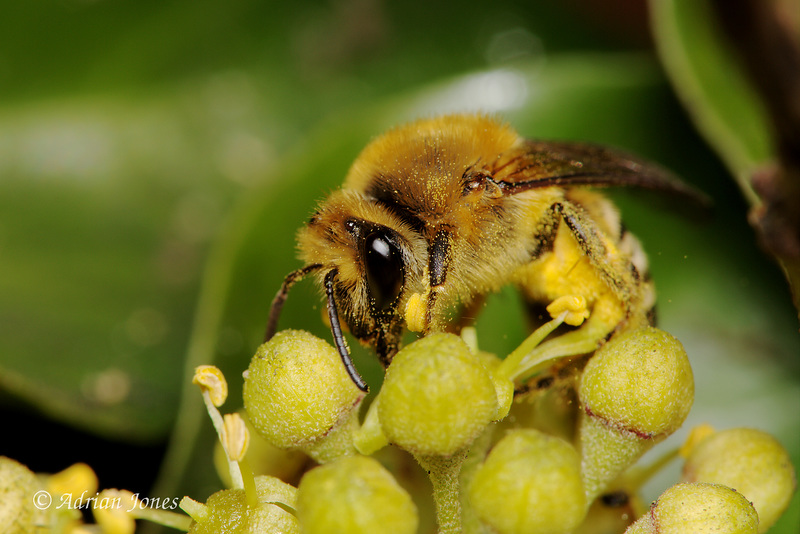 Colletes hederae (The Ivy Bee)