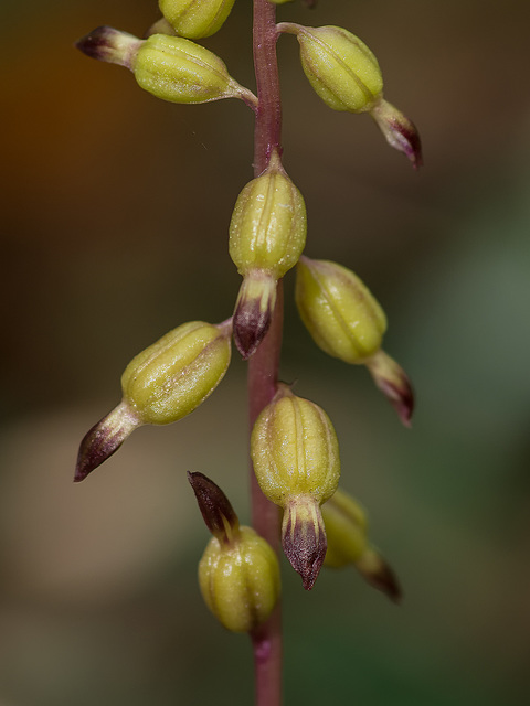 Corallorhiza odontorhiza (Autumn Coralroot orchid)