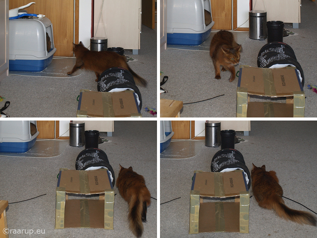 The Great Litter Box Ambush, 1